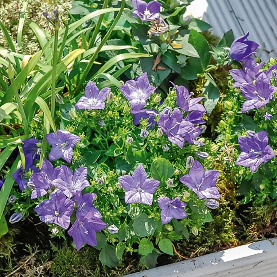 Campanule des Carpates - Un tapis de fleurs sans effort