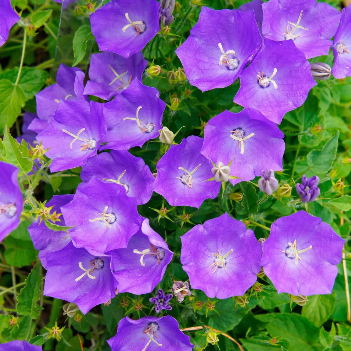 Campanule des Carpates - Un tapis de fleurs sans effort