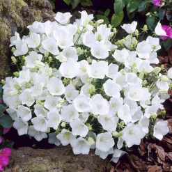 Campanule des Carpates Weisse Clips - Un tapis de fleurs blanches