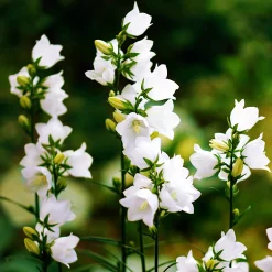 Campanule des Carpates Weisse Clips - Un tapis de fleurs blanches
