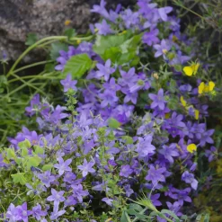 Campanule des murailles - Un tapis fleuri sans effort