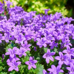 Campanule des murailles - Un tapis fleuri sans effort