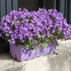Campanule des murailles - Un tapis fleuri sans effort