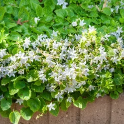 Campanule des murets E.H. Frost - Une cascade de blanc facile