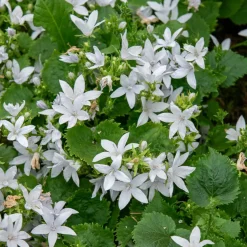 Campanule des murets E.H. Frost - Une cascade de blanc facile