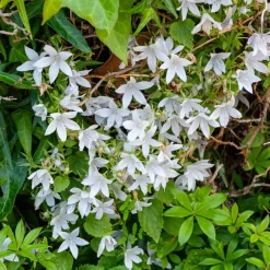 Campanule des murets E.H. Frost - Une cascade de blanc facile