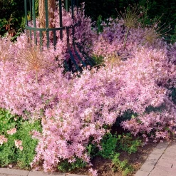 Campanule des murets Lisduggan - Une cascade de fleurs violettes