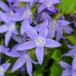 Campanule des murets Stella - Des murs fleuris sans effort