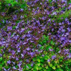 Campanule des murets Stella - Des murs fleuris sans effort
