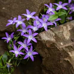 Campanule des murets - Une cascade de fleurs violettes