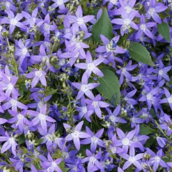 Campanule des murets - Une cascade de fleurs violettes