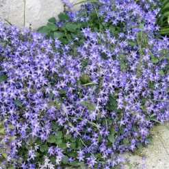 Campanule des murets - Une cascade de fleurs violettes