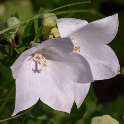 Campanule à feuilles de pêcher Alba - Des clochettes blanches tout l'été