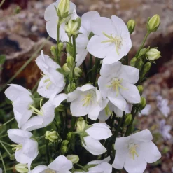 Campanule à feuilles de pêcher Alba - Des clochettes blanches tout l'été