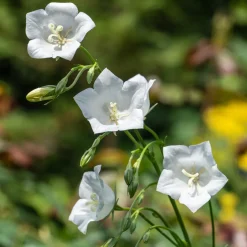 Campanule à feuilles de pêcher Alba - Des clochettes blanches tout l'été