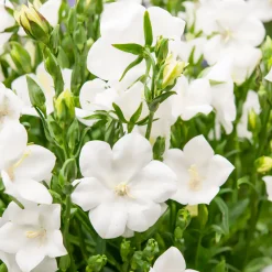 Campanule à feuilles de pêcher Alba - Des clochettes blanches tout l'été