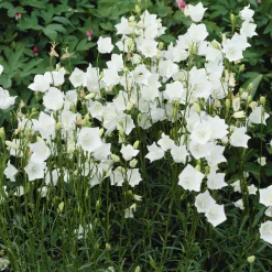 Campanule à feuilles de pêcher Alba - Des clochettes blanches tout l'été