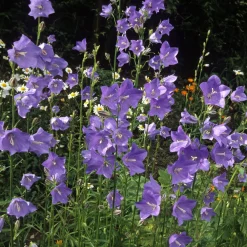 Campanule à feuilles de pêcher - Des clochettes tout l'été
