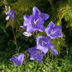 Campanule à feuilles de pêcher - Des clochettes tout l'été