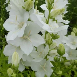 Campanule à fleurs larges Alba - Voile blanc à la mi-ombre