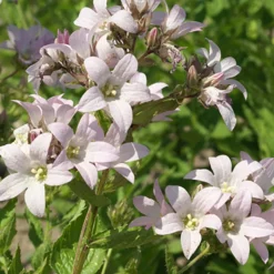 Campanule laiteuse Loddon Anna - Un nuage rose tout l'été