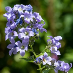 Campanule laiteuse Prichards Variety - Un nuage bleu-violet au jardin