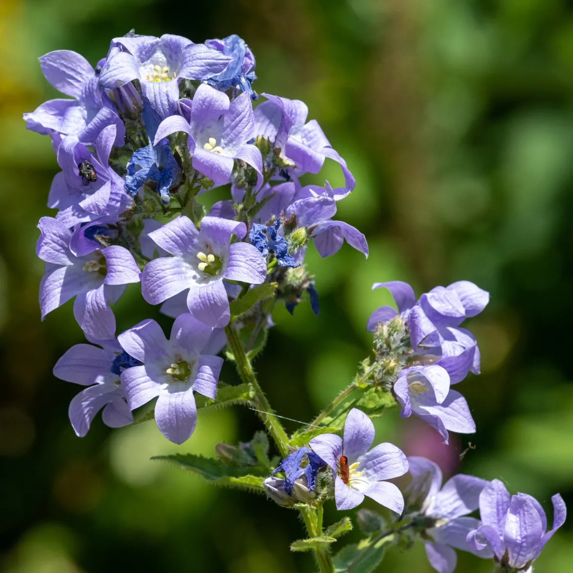 Campanule laiteuse Prichards Variety - Un nuage bleu-violet au jardin