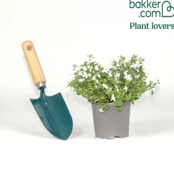 Campanule portens blanc - Un tapis de fleurs blanches