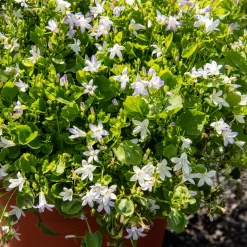 Campanule portens blanc - Un tapis de fleurs blanches
