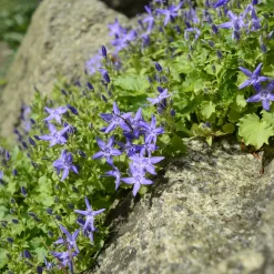 Campanule étoilée - Un tapis de fleurs sans effort