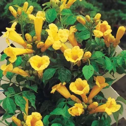 Campsis radicans 'Yellow Trumpet' - Un mur de trompettes jaunes