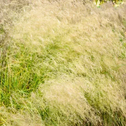 Canche cespiteuse Bronzeschleier - Nuage doré au jardin