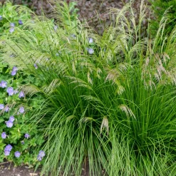 Canche cespiteuse Goldtau - Nuage doré au jardin