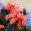 Canna Angélique - L'exotisme en un été
