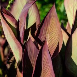 Canna Angélique - L'exotisme en un été