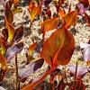 Canna Durban - Un feuillage qui fait le show