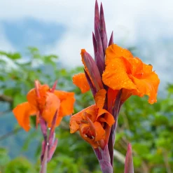 Canna Durban - Un feuillage qui fait le show