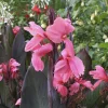 2 Canna indica Pink Futurity - L'exotisme rose au jardin