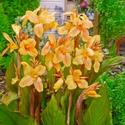 Canna Mme Angèle Martin - L'exotisme facile au jardin