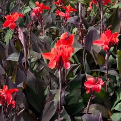 2 Canna Red Futurity - Rouge éclatant tout l'été