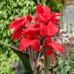 2 Canna Red Futurity - Rouge éclatant tout l'été