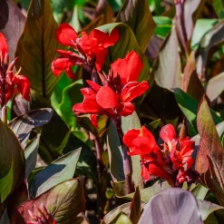 2 Canna Red Futurity - Rouge éclatant tout l'été