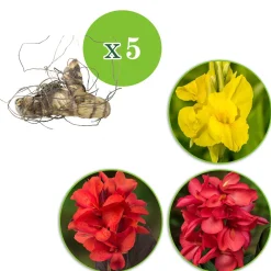 5 Cannas en mélange - Un été aux airs de tropiques