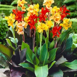4 Cannas pour bordure en mélange - L'exotisme facile au jardin