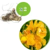 2 Canna Tropical Yellow - L'exotisme au jardin