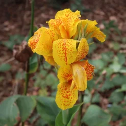 2 Canna Tropical Yellow - L'exotisme au jardin
