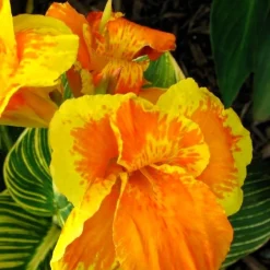 Canna Tropicanna Gold - L'exotisme facile au jardin