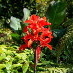 Canna Tropicanna - L'exotique qui claque au jardin