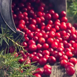 Canneberge - Cranberry - Vos superfruits maison