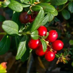 Canneberge - Cranberry - Vos superfruits maison